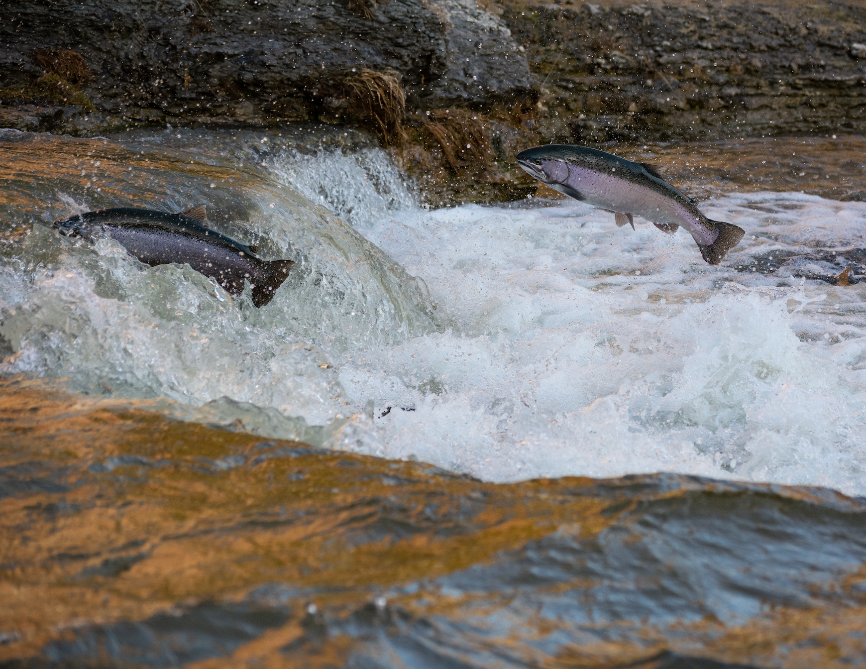 Salmon (and Humans) Need the Clean Water Act